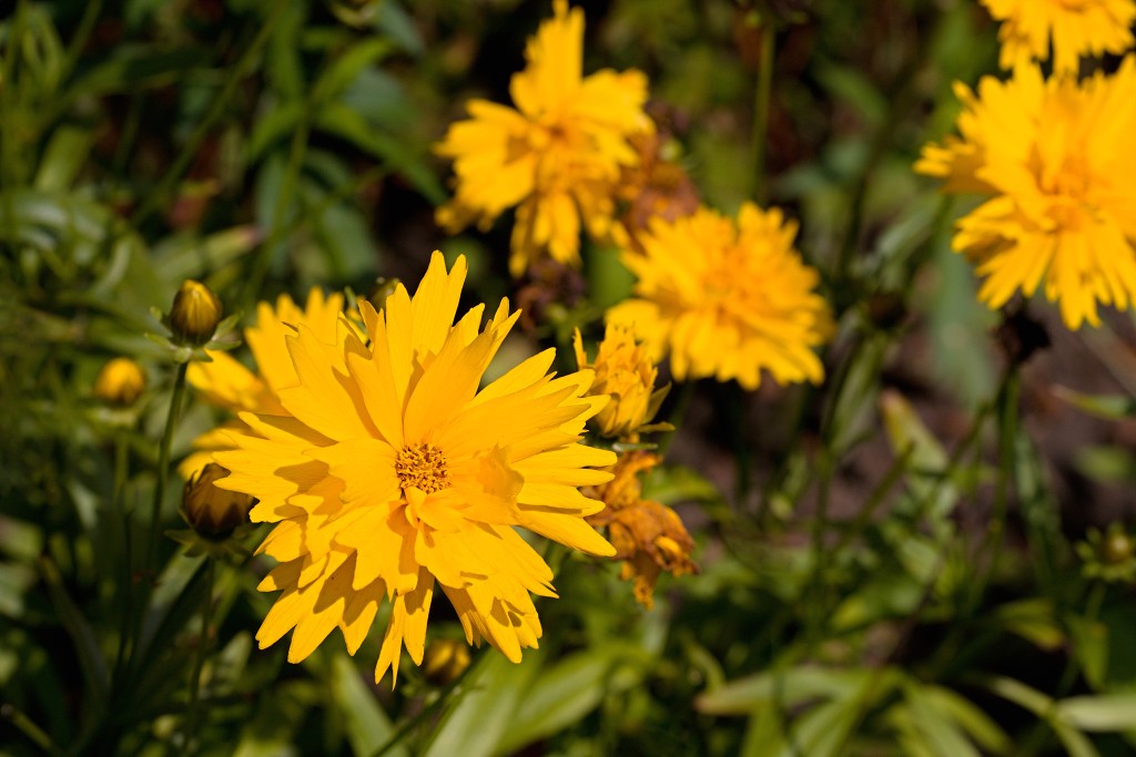 nationaal park de groote peel grote natuurgebied natuur hdr brabant limburg staatsbosbeheer turf veen heide hei bos bossen